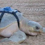 Flatback turtle released with an Argos PTT (copyright Monique Isenheim - WWF-Australia)