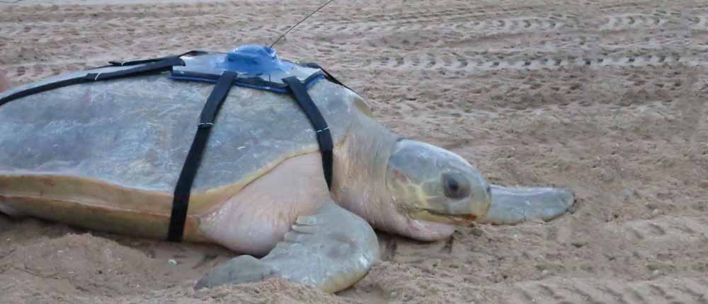 Flatback turtle released with an Argos PTT (copyright Monique Isenheim – WWF-Australia) Flatback turtle released with an Argos PTT (copyright Monique Isenheim - WWF-Australia)