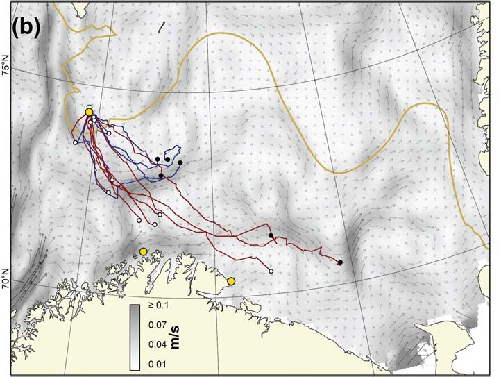 Chick tracks from Bjørnøya after leaving the colony with average remote-sensed sea surface current velocities and vectors for July and August 1999–2019