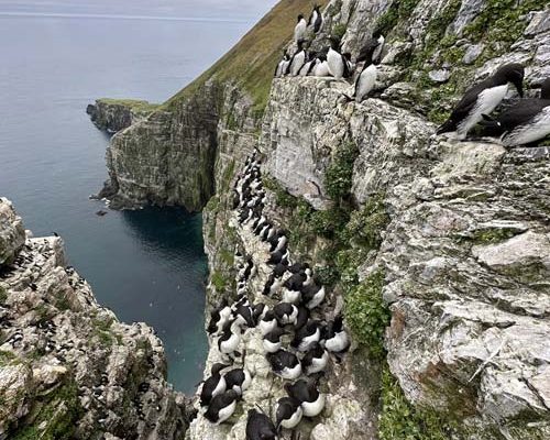 A cliff with many common and Brunnich’s guillemots nesting