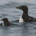 A guillemot chick and its father, swimming
