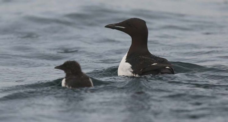 Guillemots chicks swim with their fathers in the currents