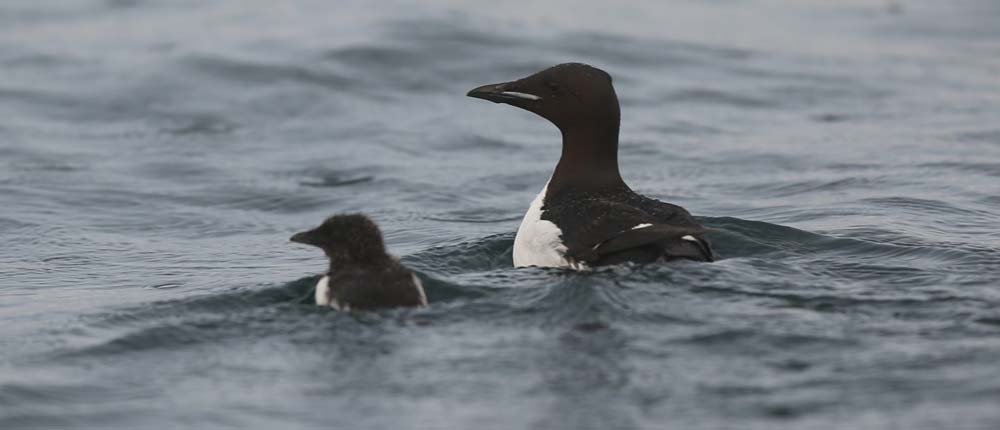 A guillemot chick and its father, swimming