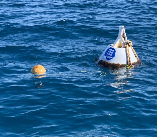 wooden buoy