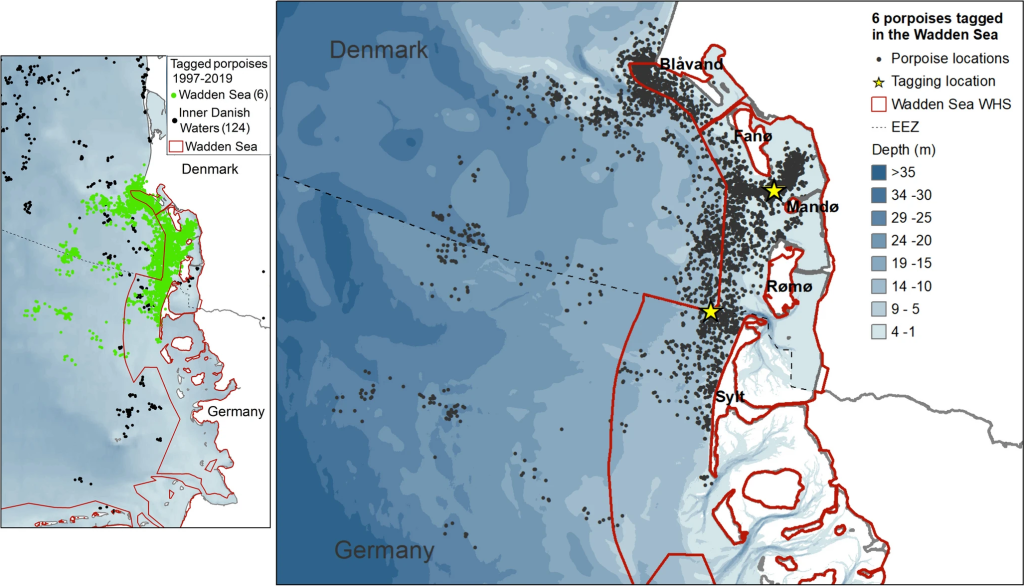 Left, map of the locations within (red lines) or just outside the Wadden Sea from the tracked harbour porpoises, both tagged within the Wadden Sea (green dots), and at other places (black dots). Right, the locations of the individuals tagged within the Wadden Sea. Yellow stars indicate the two locations where the animals were tagged (from [Scheidat et al., 2024])