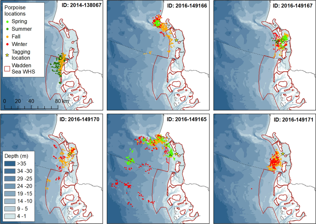 Locations coloured by season (spring: March to May, summer: June to August, fall: September to November, winter: December to February) for the six harbour porpoises tagged within the Wadden Sea. Yellow stars indicate the locations where the animals were tagged. (from [Scheidat et al., 2024])