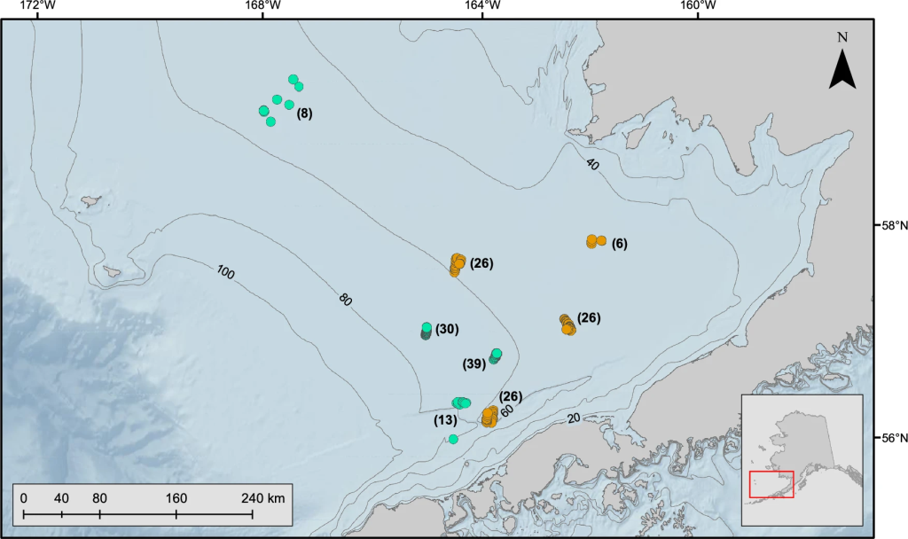 Locations of tagged red king crab deployed during 2020 and 2021