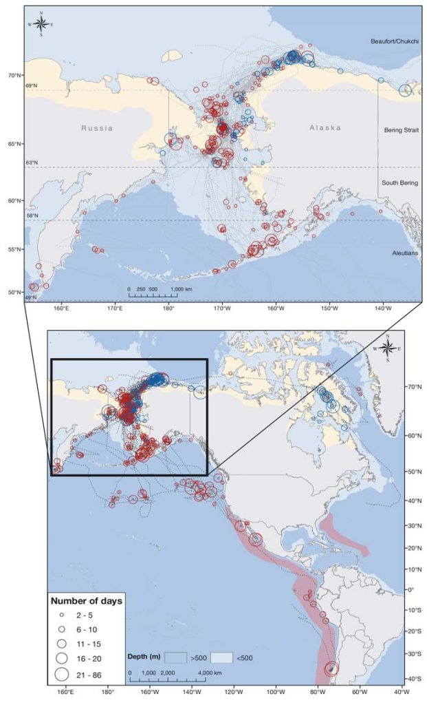 Migration routes and stopover areas for female (red circles) and male (blue circles) red phalaropes during south and northward (one bird from Chile) migration (June–March) from 2017–2020; inset map illustrates the Beringia region in more detail. Size of the circles depicts the number of days an individual spent within a stopover area before migrating again. (from [Saalfeld et al., 2024])