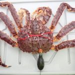 Pop-up Argos tag attached to a male red king crab (from [Nault et al., 2024])