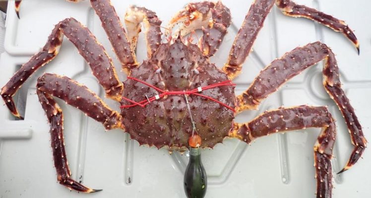 Estimating where pop-up tags surfaced to better track Bering Sea crabs