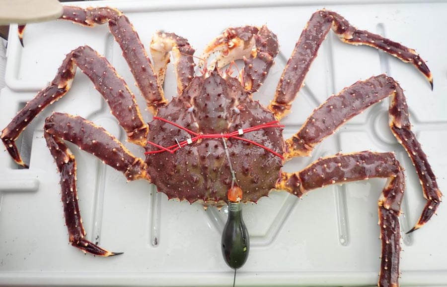Estimating where pop-up tags surfaced to better track Bering Sea crabs