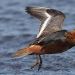 Red phalarope in flight with an Argos tag (credit Shiloh Schulte)