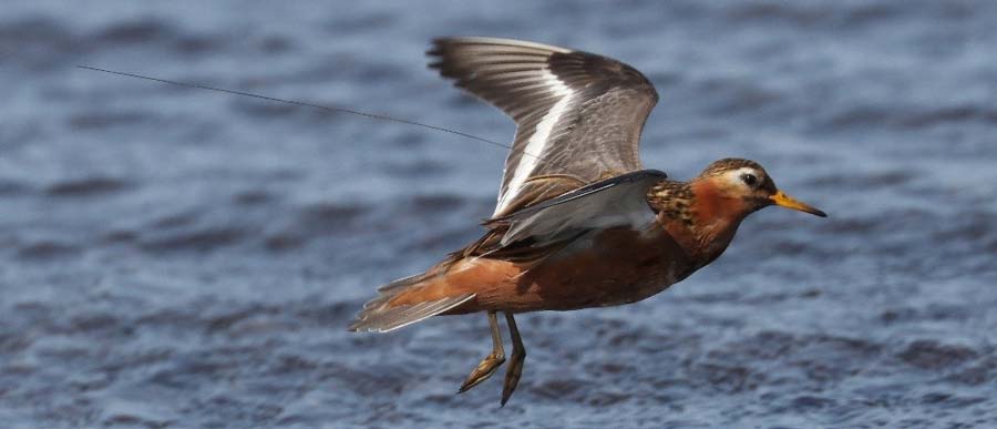 Red Phalaropes: Their Migratory Routes and Behaviors with Argos
