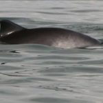 A harbour porpoise (photo: M. Scheidat)