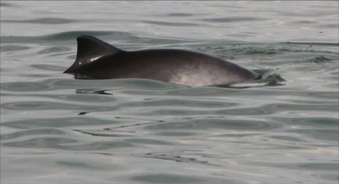 Harbour porpoises in the Wadden Sea