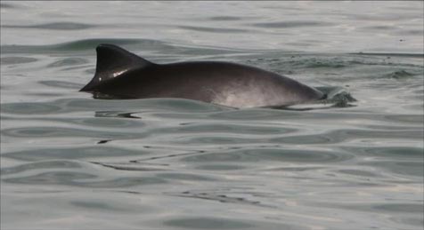 A harbour porpoise (photo: M. Scheidat)