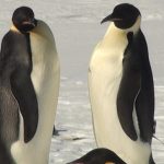 Emperor penguins (the one at right has a tag) (credit Philip Trathan, BAS)