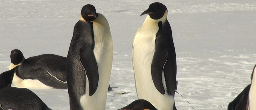 Where do Emperor Penguins moult in West Antarctica?