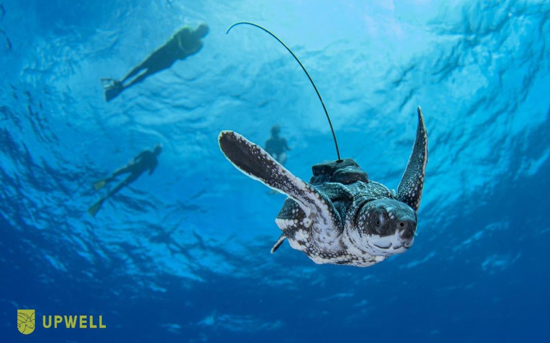 Using Micro-Satellite Tags to Track Tiny Sea Turtles