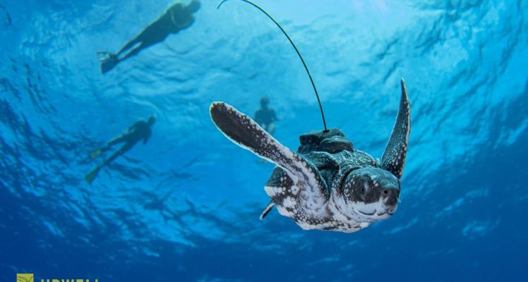 Using Micro-Satellite Tags to Track Tiny Sea Turtles