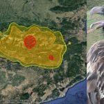 One of the bearded vulture equipped in 2009