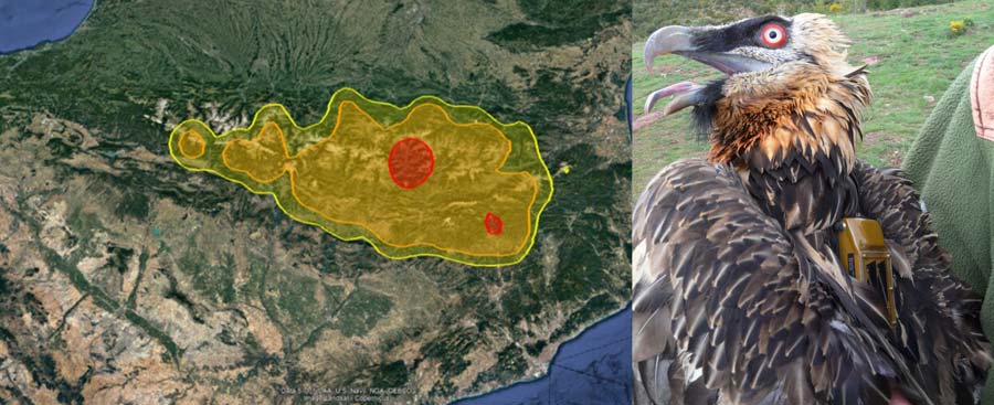 A Bearded Vulture Tracked for 14 years