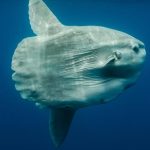 A Sunfish