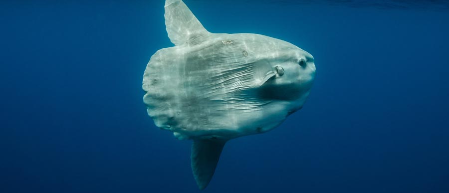 Tracking a Sunfish in the Mediterranean Sea