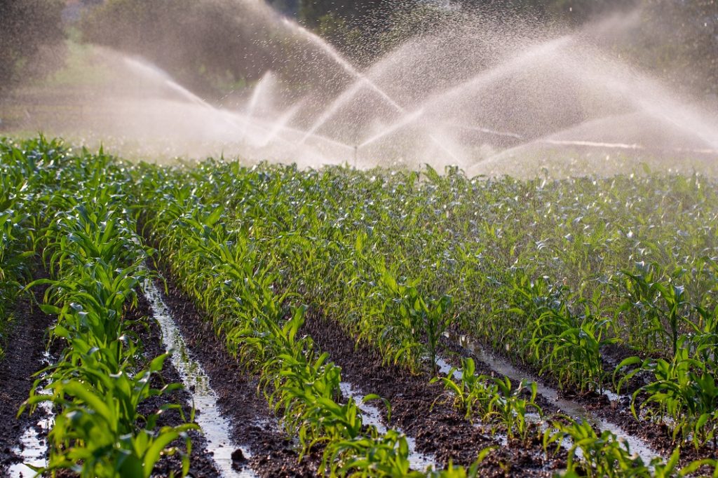 Irrigation on a maize crop Argos services used for irrigation
