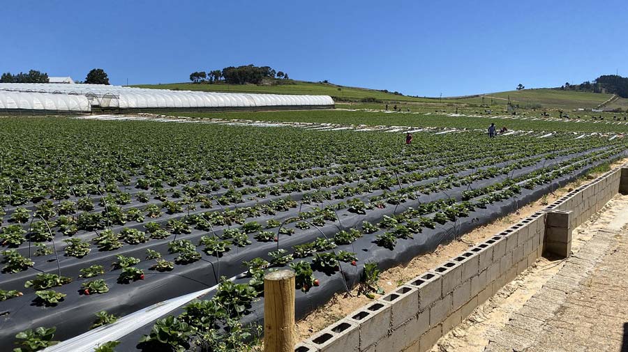 Strawberry farm picking