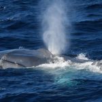 Pygmy blue whale at Ningaloo Reef (Photo: Micheline Jenner, CWR)
