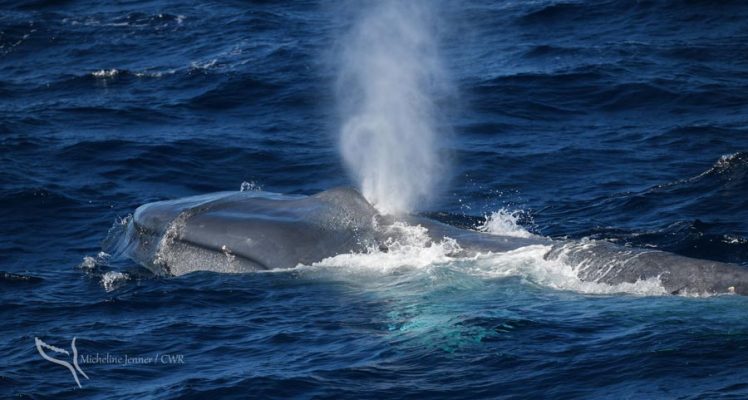 Pygmy blue whales around Australia