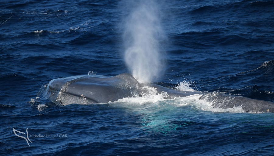 Pygmy blue whales around Australia