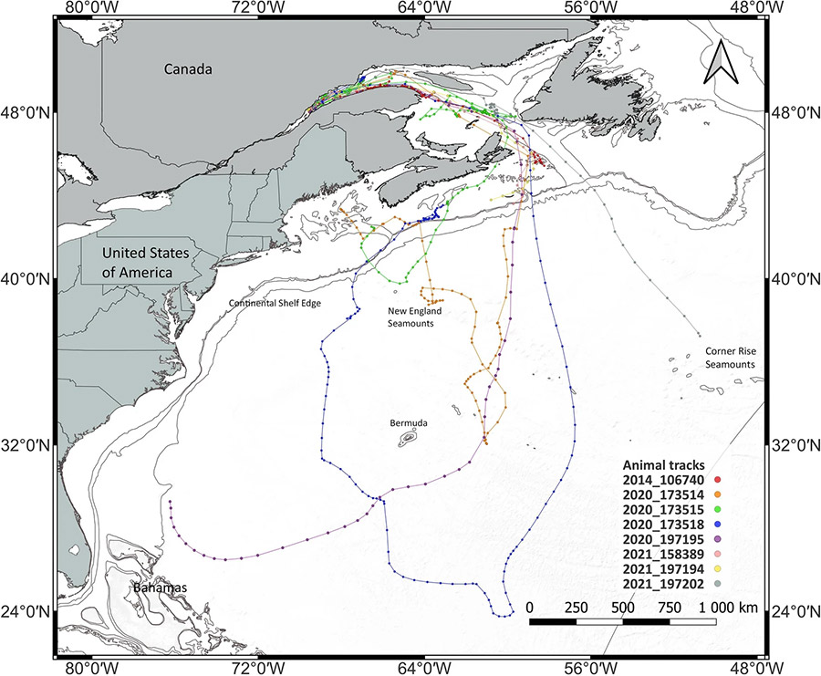 Tracks of the eight fin whales which left the Gulf of St. Lawrence