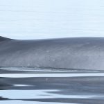 A fin whale with an Argos PTT (credit C. Ramp, DFO)