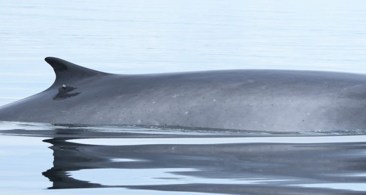 Fin Whales from the Gulf of St Lawrence