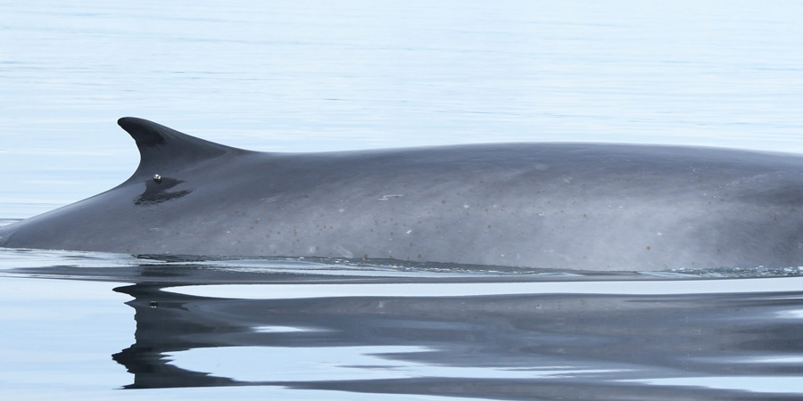 Fin Whales from the Gulf of St Lawrence