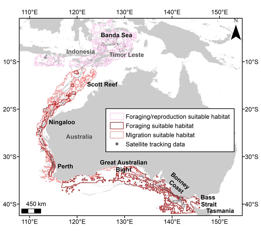 satellite tracking data for eastern Indian Ocean pygmy blue whales