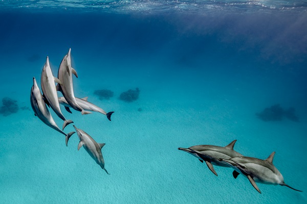 Dolphins Argos