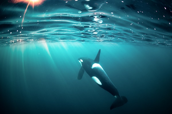 Orca Argos