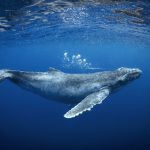 whale swimming