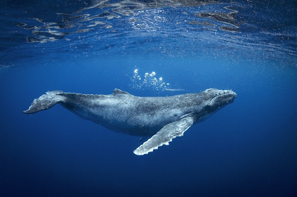 Join us at the Society for Marine Mammology Conference