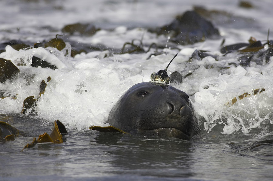 argos tag on a seal
