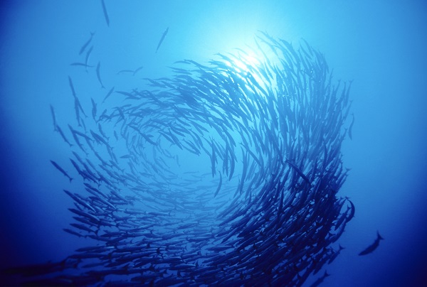 fish sustainable fisheries CLS