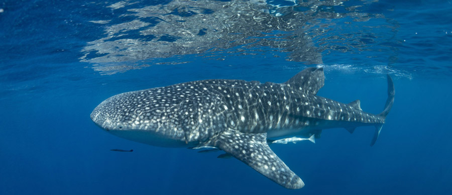 Climate change could make whale sharks more vulnerable to shipping threats