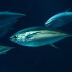 Tuna