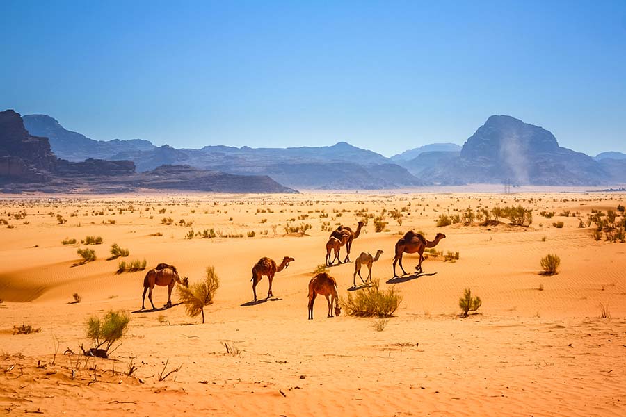 camel-herd argos herd tracking
