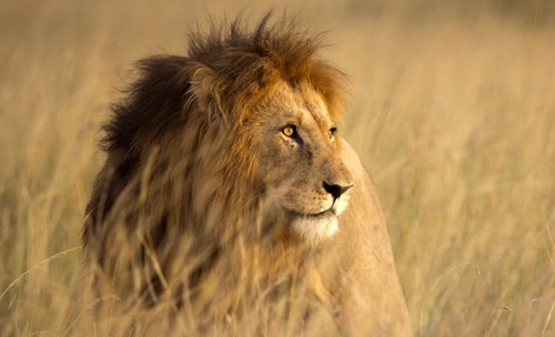 From Space to Savannah: Argos Services Prevent Conflict between Cattle and Carnivores
