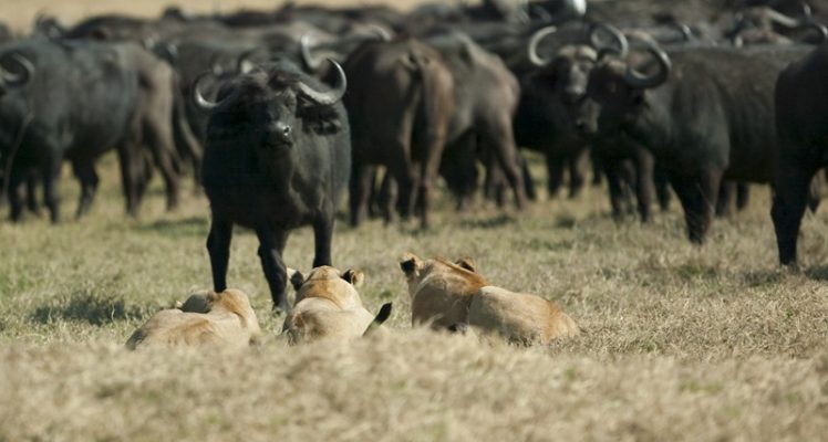 Human-Wildlife Conflict Efforts Expanded with Argos