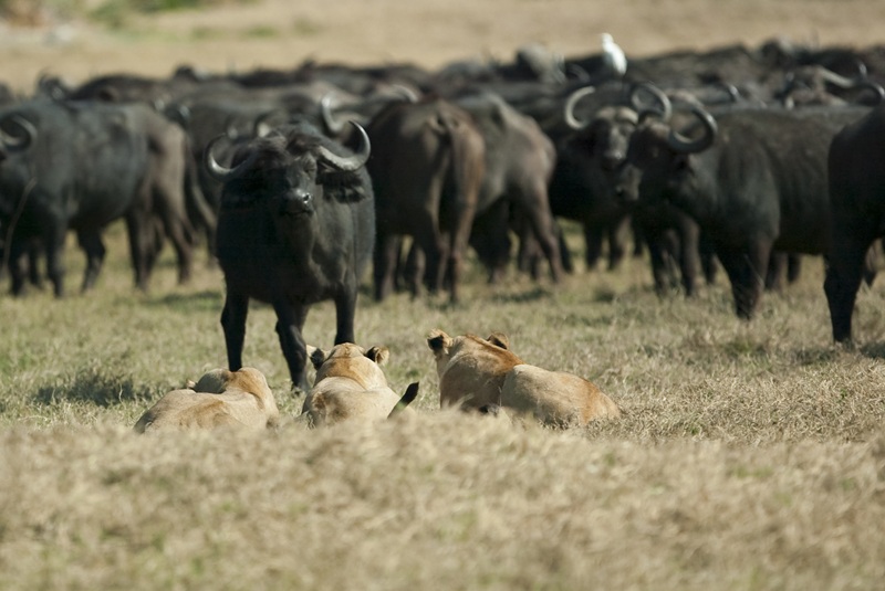 LION HUNTING